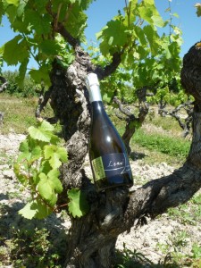 vin effervescent - Gaillac - vin gaillac méthode ancestrale élaboré selon la méthode traditionnelle .